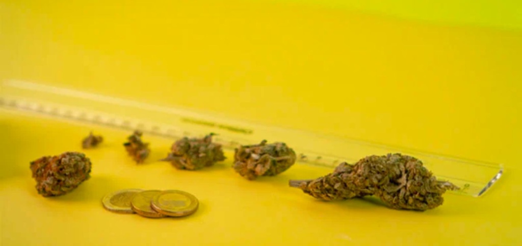  Measuring Weed Using Common Household Items