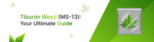 Tiburón Weed (MS-13): Your Ultimate Guide