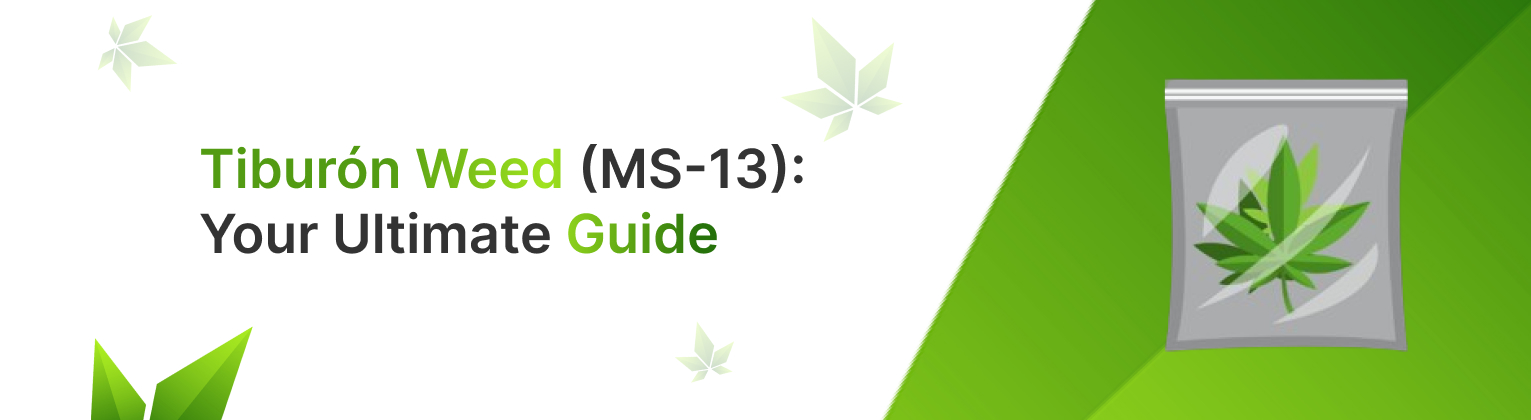 Tiburón Weed (MS-13): Your Ultimate Guide