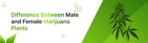 Difference Between Male and Female Marijuana Plants