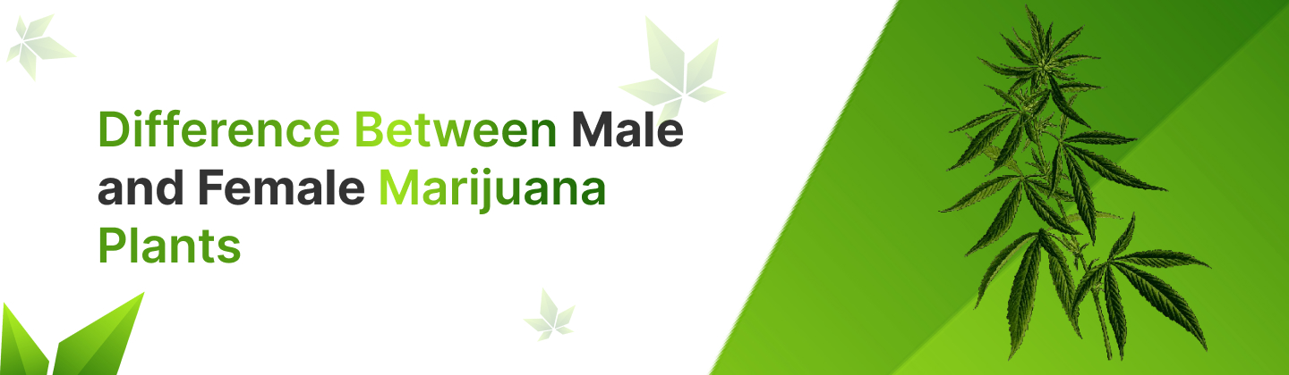 Difference Between Male and Female Marijuana Plants