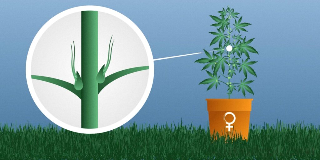 Female Marijuana Plant