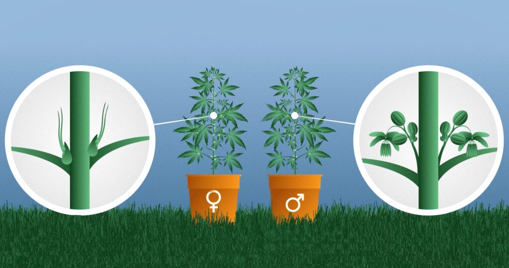 Identifying the Sex of Your Marijuana Plant