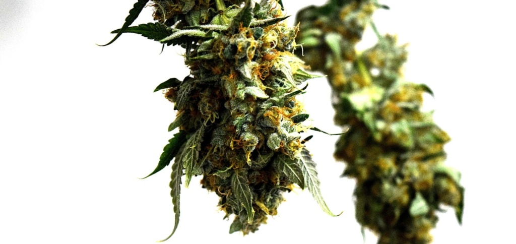 Flavor Profiles and Effects 